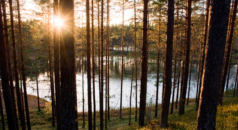 Foto av en sjö som syns mellan träden.