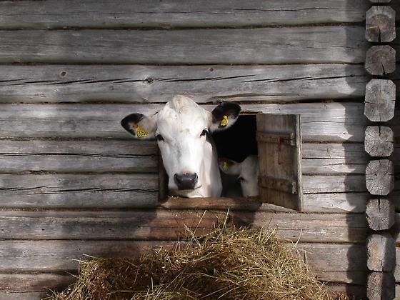 En ko och en kalv tittar ut genom en glugg i en trävägg. Foto: Liv Lötberg