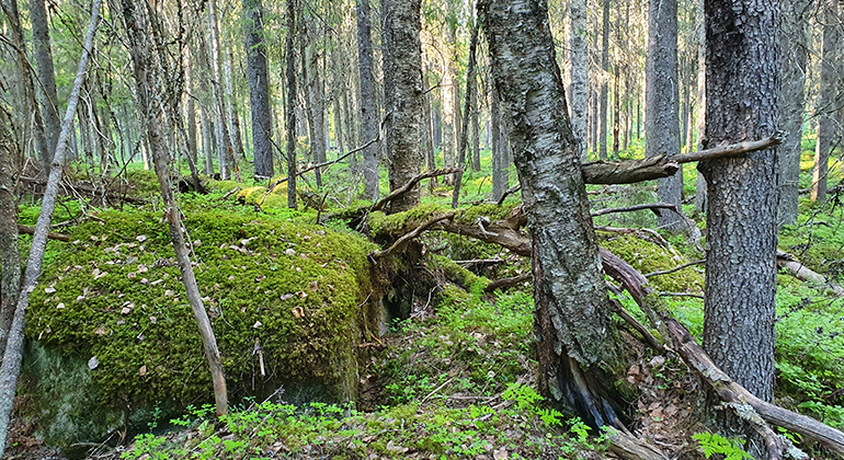 Trädstammar i skog.