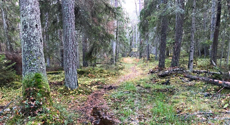 En smal stig leder genom barrskogen i Singö-Söderby naturreservat. Foto: Naturföretaget