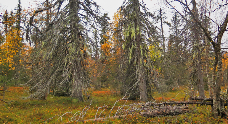Bilden
visar en gles granskog med gamla granar, döda granar med gula hänglavar och
höstgula björkar. I förgrunden mark med blåbärsris. I bakgrunden en mulen
himmel.
