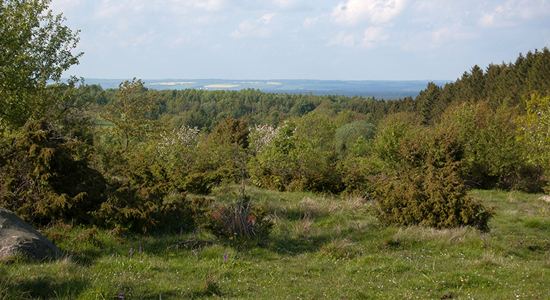Utsikt från betesmarken uppe på Romeleåsen. Foto: Maria Sandell