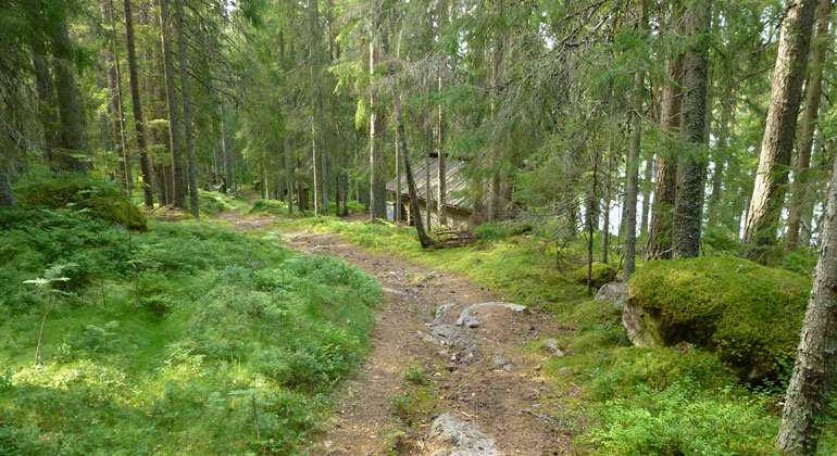 Bred vandringsled genom grön granskog, stuga i bakgrunden.