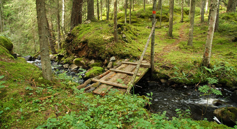Bäck i skogen med en liten bro över