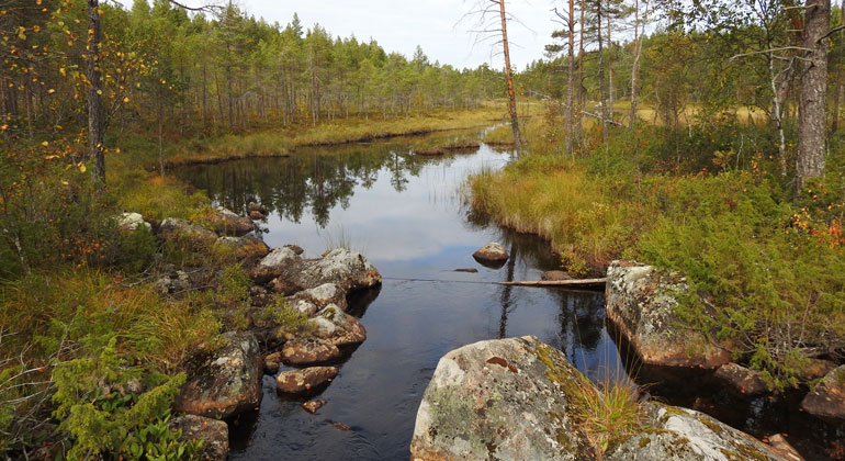 Ett stilla flytande vattendrag genom ett skogs- och myrlandskap