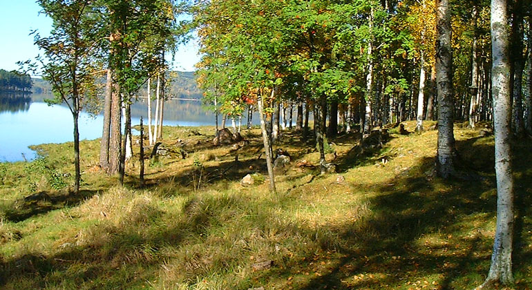 Gles skog intill en sjö