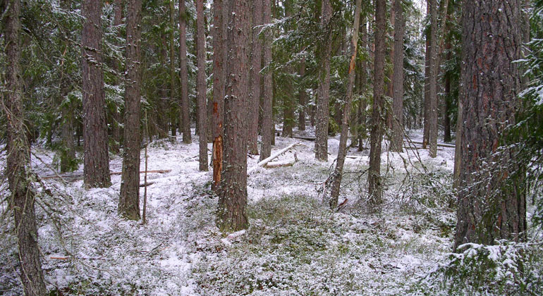 Gles tallskog med lite snö på marken