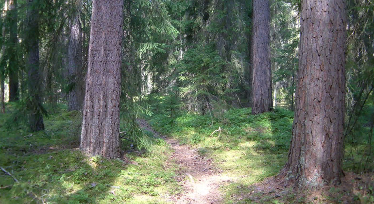 Skog med stora tallar och lite granar