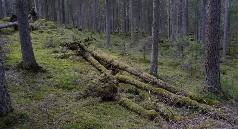 Det lilla reservatet Grävna Knippan hyser imponerande gammelskog. Foto: Länsstyrelsen Gävleborg