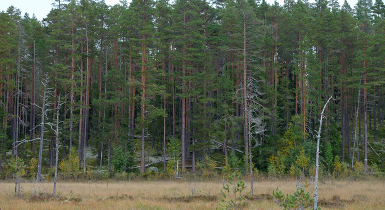 Naturskog med inslag gamla döda träd, torrakor, i Gulliksberget. Foto: Länsstyrelsen Gävleborg