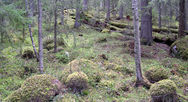 Stock och sten, övervuxna av mossa, i Gussjövallsberget. Foto: Länsstyrelsen Gävleborg