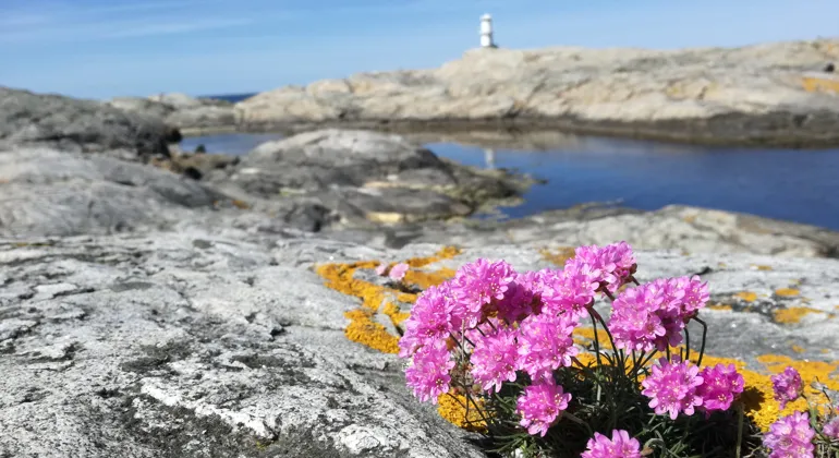 Vy över klippor med himmel, hav och en fyr i fjärran. I närbild rosa blommor.
