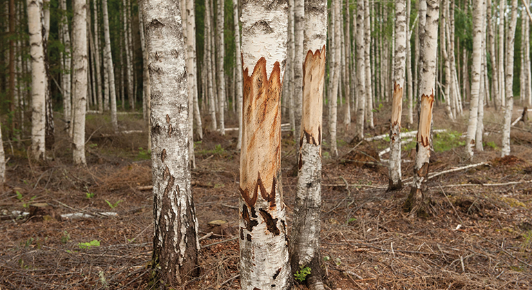 Träd som har gjords åverkan på för att skapa död ved.