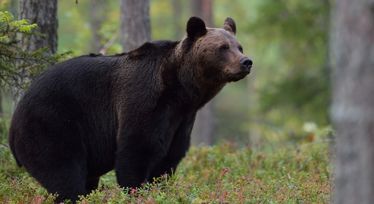 Björn som står i skogen bland blåbärsris