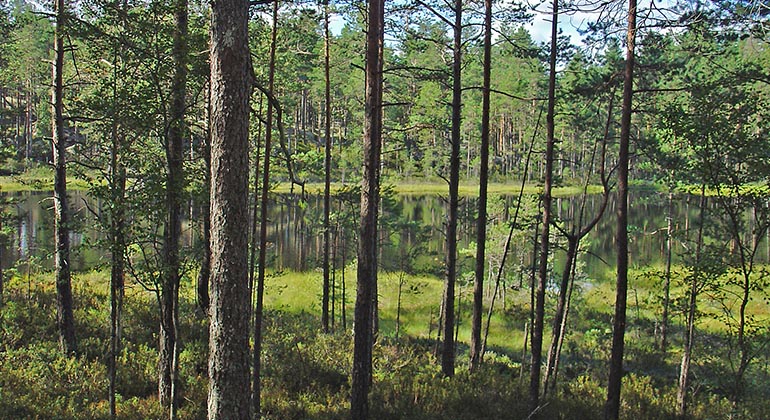 En vattenspegel skymtar mellan trädstammar i skogsmiljö