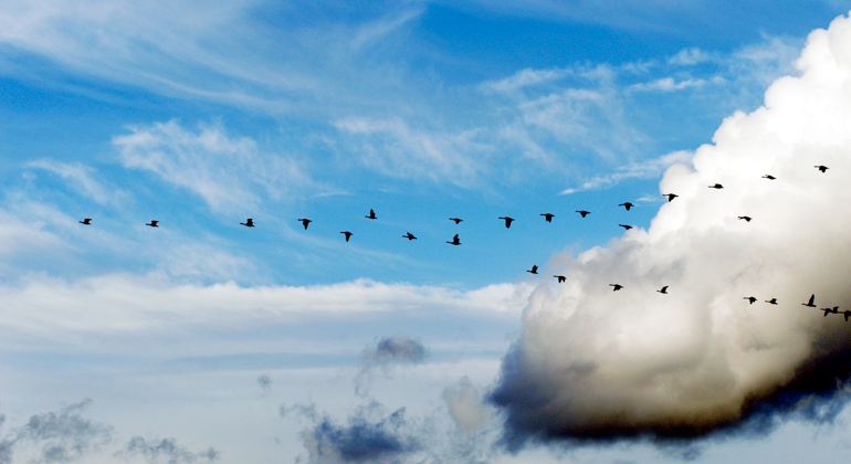 Fåglar som flyger i v-formation på himmel med moln. 