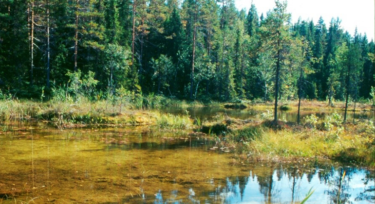 En vattensamling, göl, på kalkrik berggrund med omgivande skog