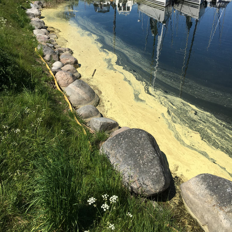 Ansamling
av pollen vid strandkanten i Gustavsbergs hamn, maj 2020
