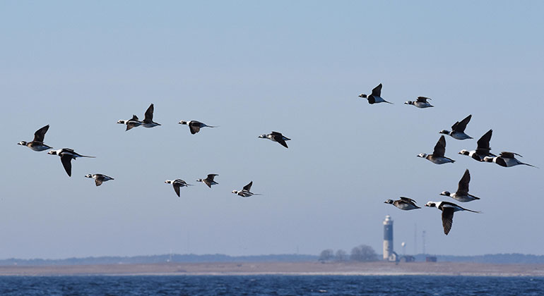 Flock med alfåglar flyger.