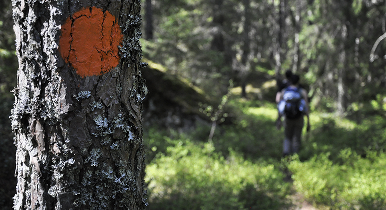 Två personer vandrar på stig i skogen, träd i förgrunden markerad med orange färg. Foto