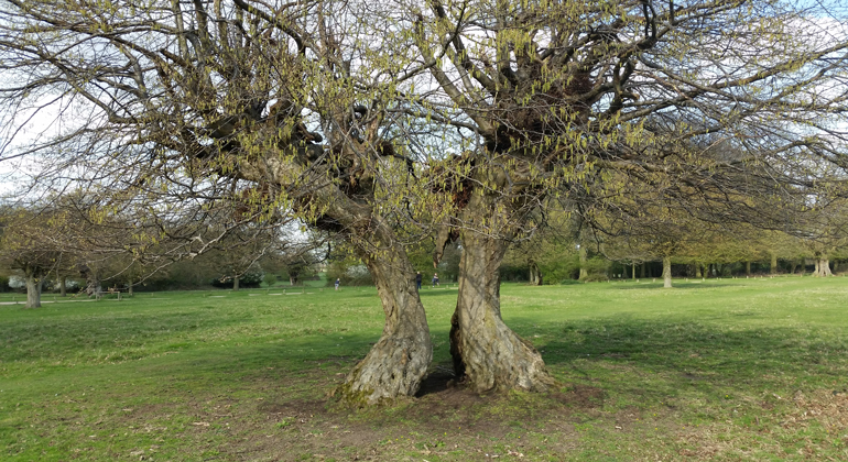 Ett stort gammalt träd som har delat sig i två delar