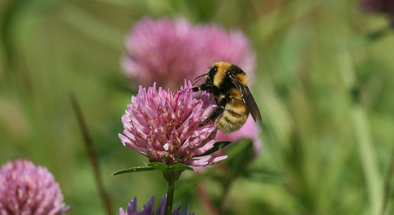 Humla på klöver, pollinering