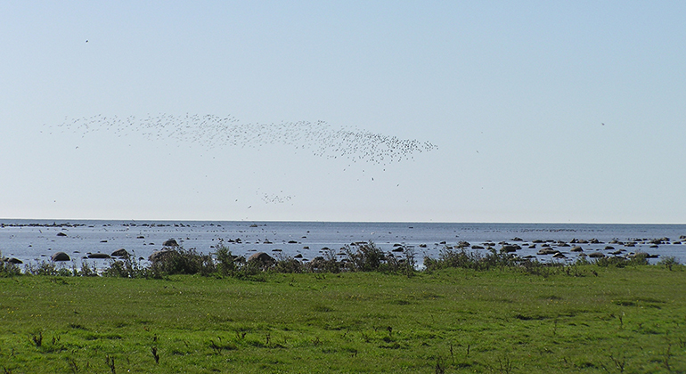 Stranden med böljande fågelsträck över vattnet