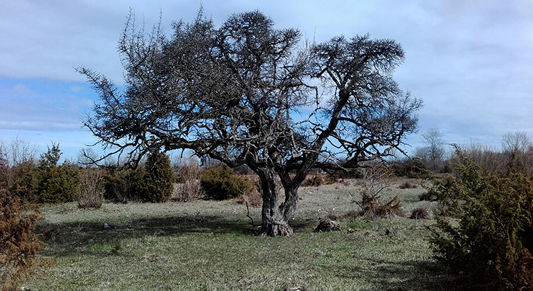 Hagtornsträd i Gösslunda naturreservat