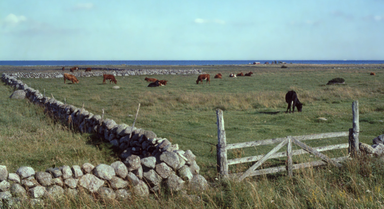 Betande kor i Hjälmstad sjömarker