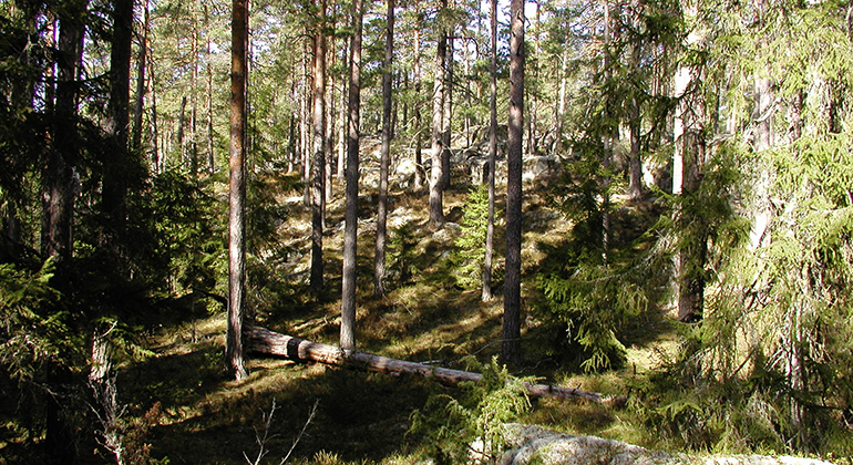 Skogen i Hultserum