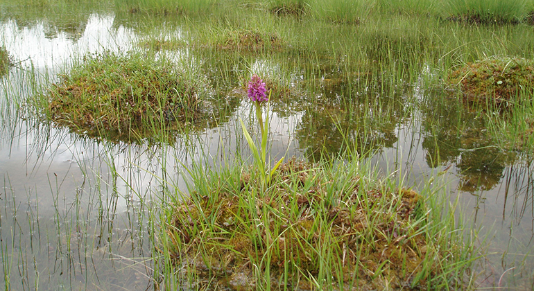 Orkidée i våtmarken nedanför Jordtorpsåsen