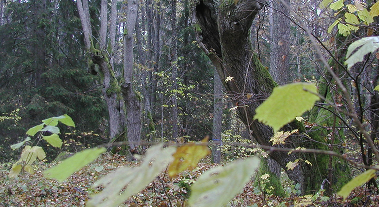 Gamla hamlade lindar i Knästorps naturreservat