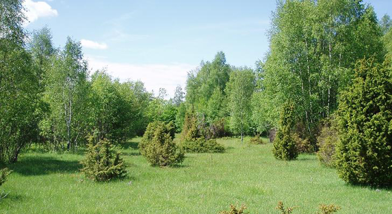 Ängsmark i Lenstad