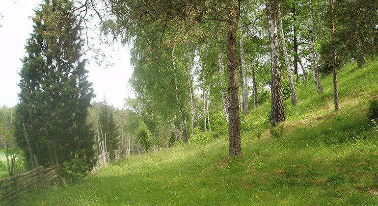 Försommargrönska i sluttning i Lundens naturreservat