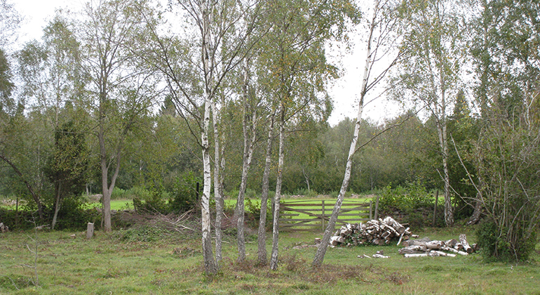 Betesmark i Långrälla-Borg