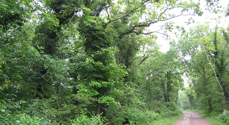Murgröna draperar många av träden i Mossberga-Vipetorp