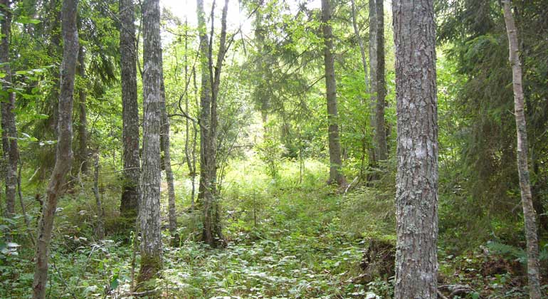 Lummig blandskog i Rimsjöskogens naturreservat. Foto: Länsstyrelsen