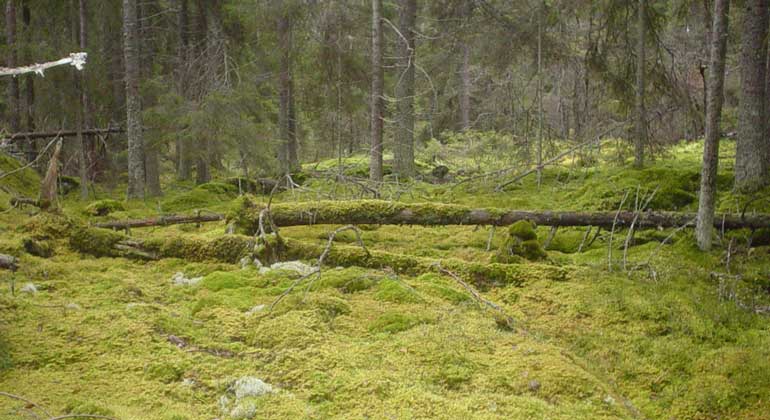 Mossbeklädd granskog i Mörtsjöskogens naturreservat. Foto: Länsstyrelsen