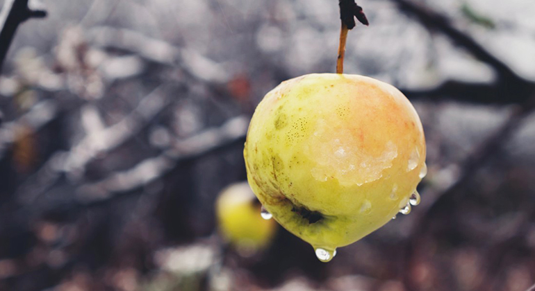 Ett grönt äpple med lite is och vatten på hänger på en gren.