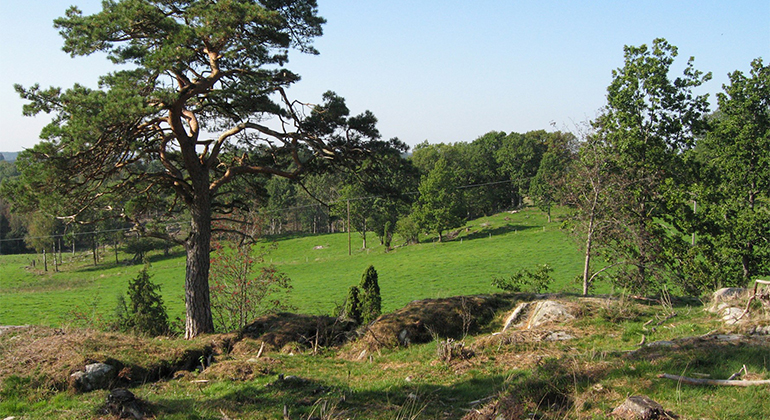 Vy över sommargrön betesmark med träd, fält och stenar. 