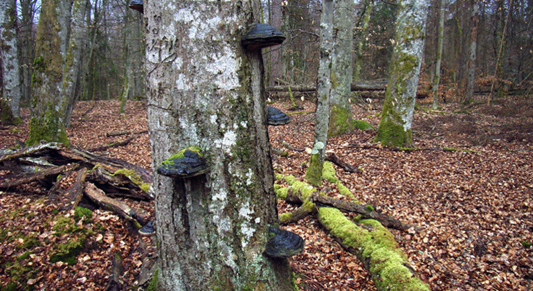 Tickor på trädstam, död ved i bokskog. Foto: Länsstyrelsen