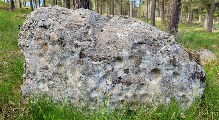 En glest trädbevuxen barrskog med gräsklädd mark. Där ligger en stor ovalformad sten på vilkens sida det finns ett stort antal mindre och slipade urgröpningar.