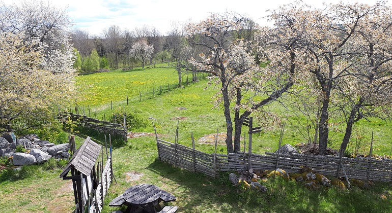 Vårbild över öppna fält med grönt gräs och blommande körsbärsträd. I förgrunden finns en gärdsgård gjord av smala trästammar lagda på varandra mellan stående trästolpar. 