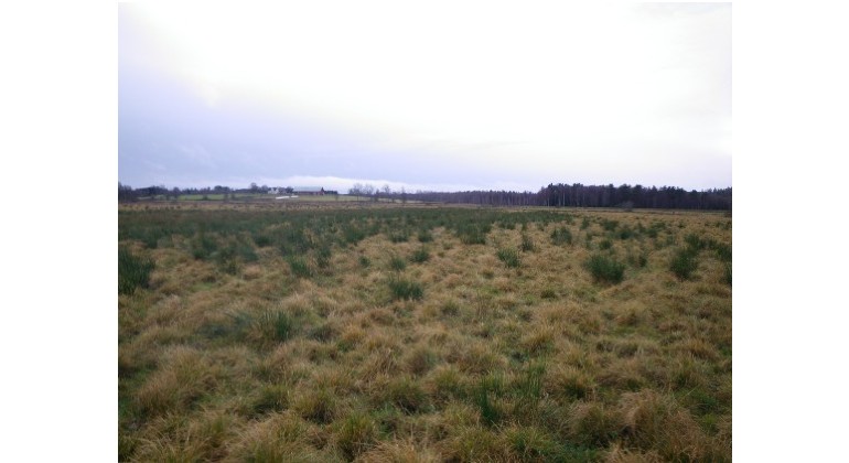 Våtmarken innan åtgärd, igenväxt.