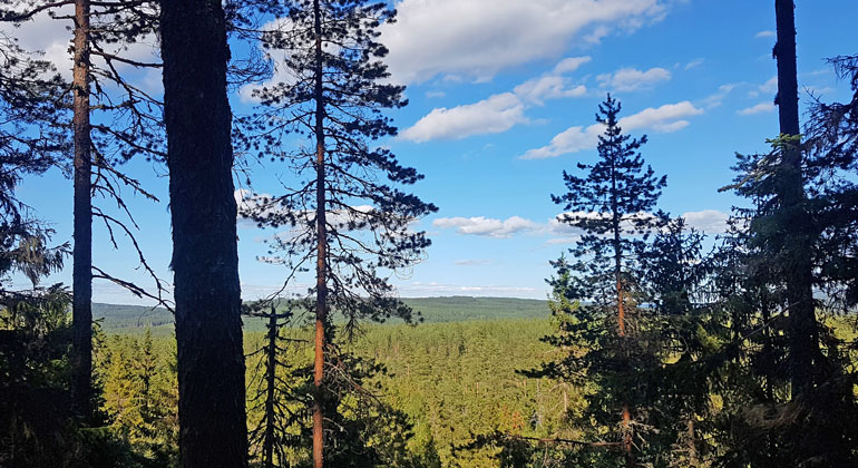 Utsikt vid en brant med några träd i förgrunden och berg och skogar i bakgrunden