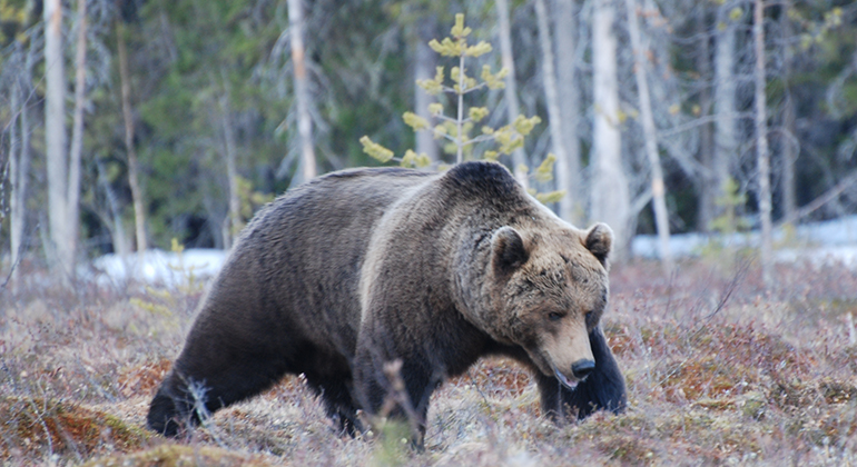 En brunbjörn går i skogen 