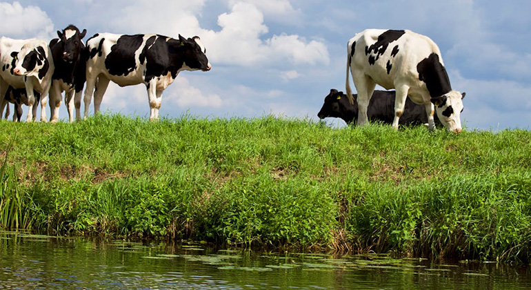 Kor betar vid kanten av ett vattendrag.