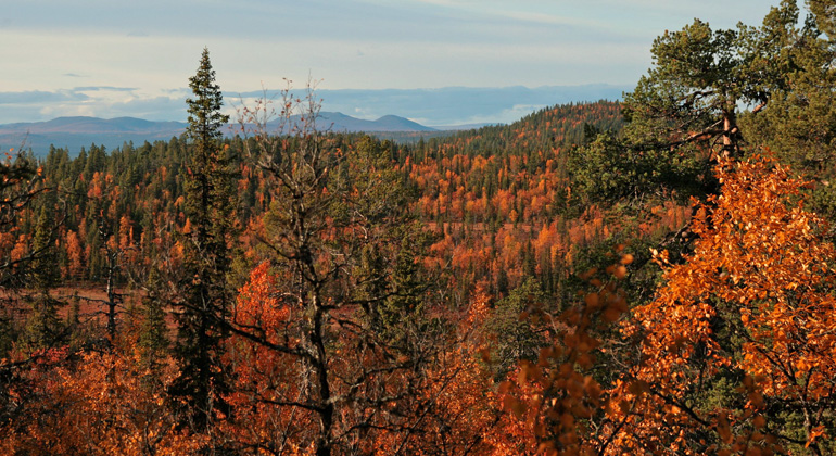 Bilden
visar gammal skog i sprakande höstfärger i ett kuperat landskap. Bland skogarna syns myrar och bortom det ses fjäll i fjärran.
