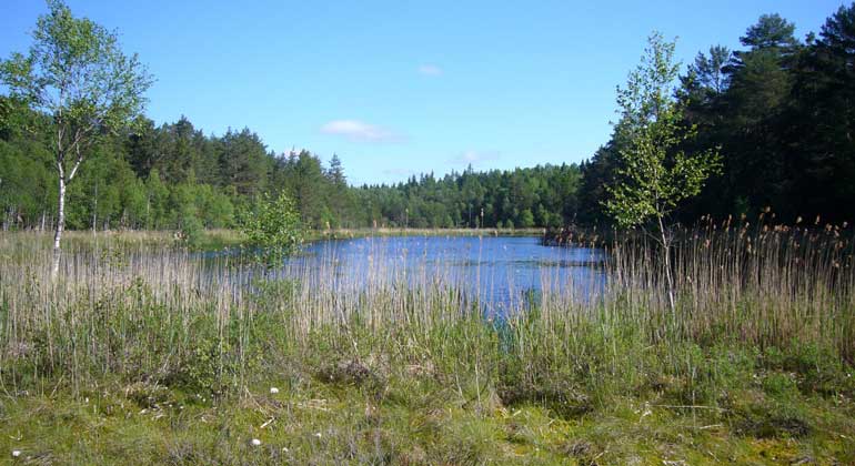 Blå sjö omgiven av skogar och vass i Storlavens naturreservat. Foto: Länsstyrelsen