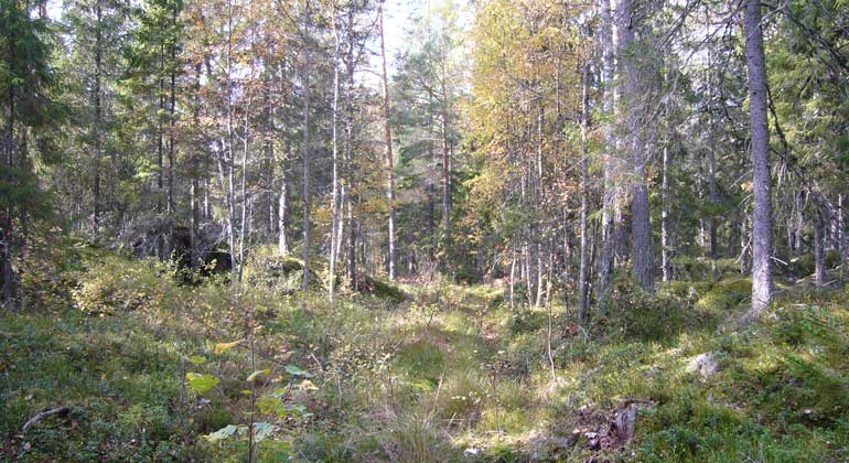 Blandskog och kuperad terräng i Storvikarens naturreservat. Foto: Länsstyrelsen